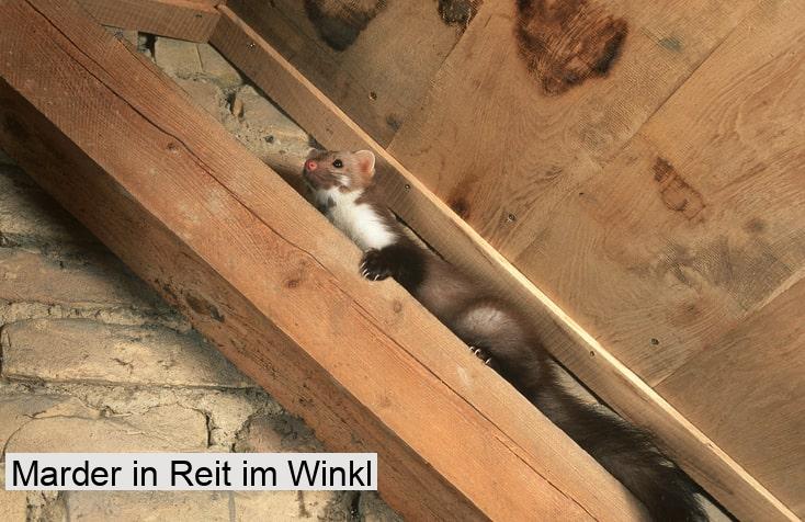 Marder in Reit im Winkl